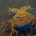 Erdkröten huckepack (Bufo bufo)