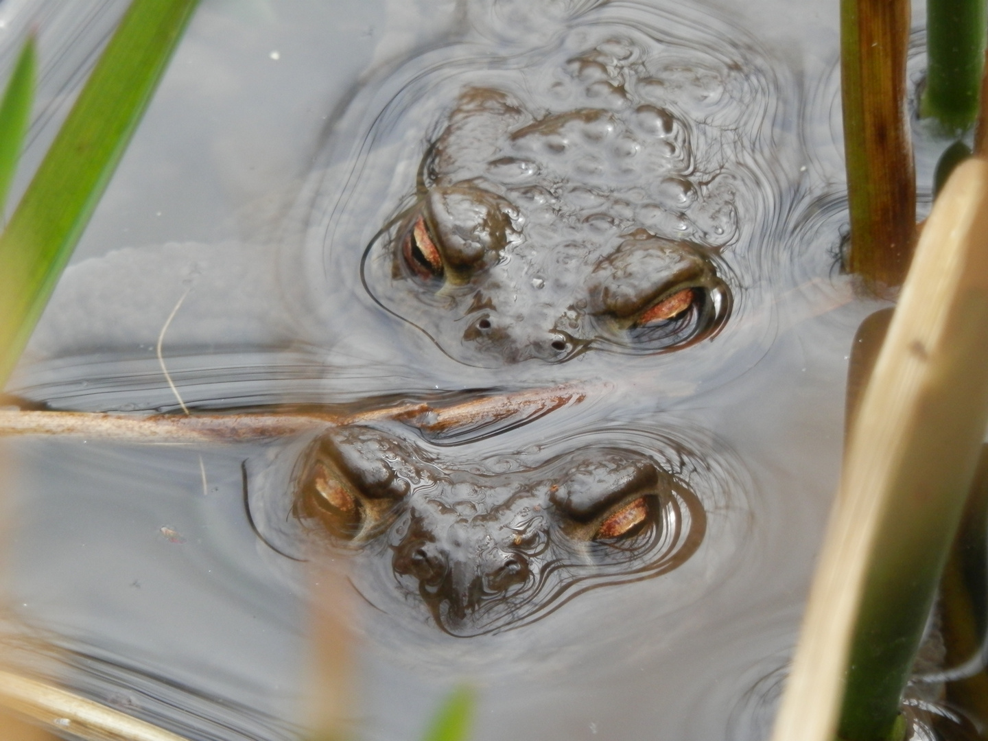 Erdkröten im Gartenteich Vier Augen gucken aus dem Wasser Foto & Bild