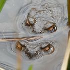 Erdkröten im Gartenteich - Vier Augen gucken aus dem Wasser