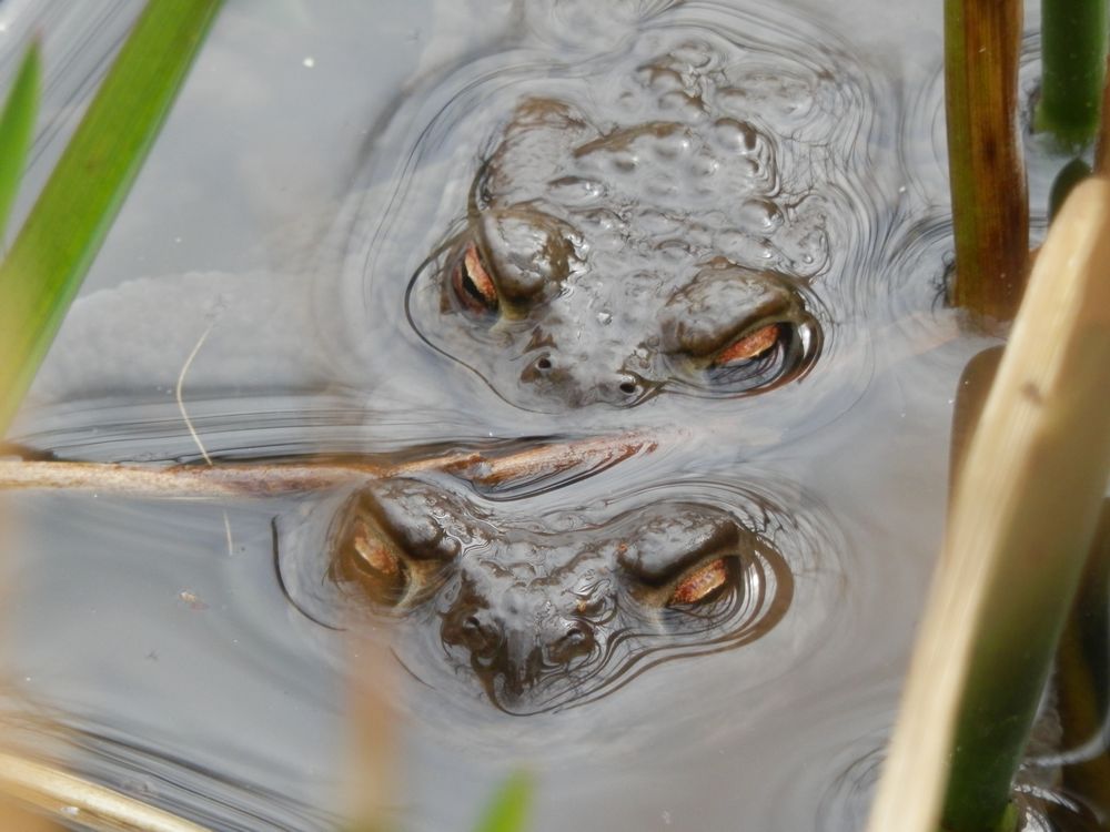 Erdkröten im Gartenteich - Vier Augen gucken aus dem Wasser