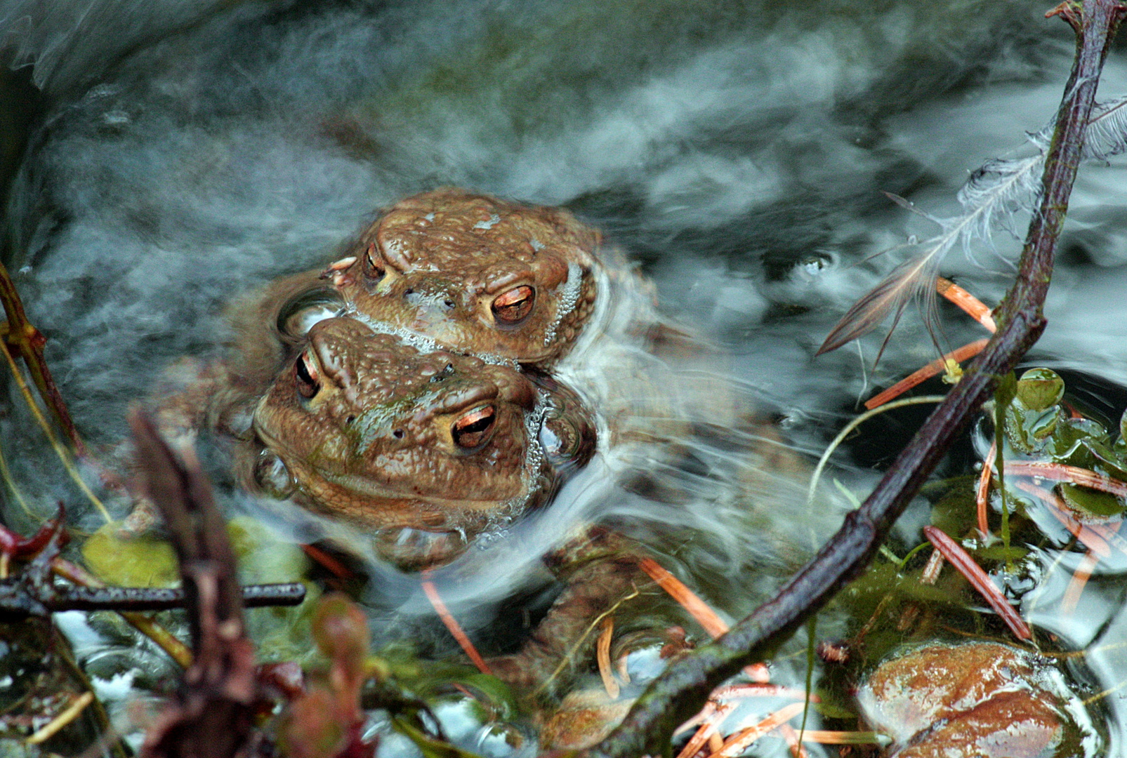 Erdkröten in Gartenteich