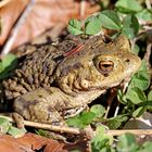 Erdkröten Männchen  (Bufo bufo)