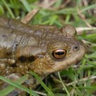 Erdkröten-Männchen (Bufo bufo) im Porträt