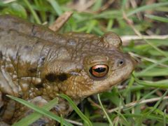 Erdkröten-Männchen (Bufo bufo) im Porträt