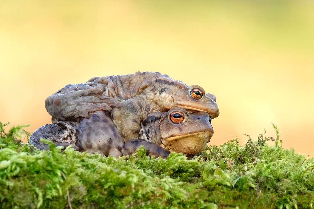 Erdkröten Paar am Gewässerufer