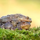 Erdkröten Paar am Gewässerufer