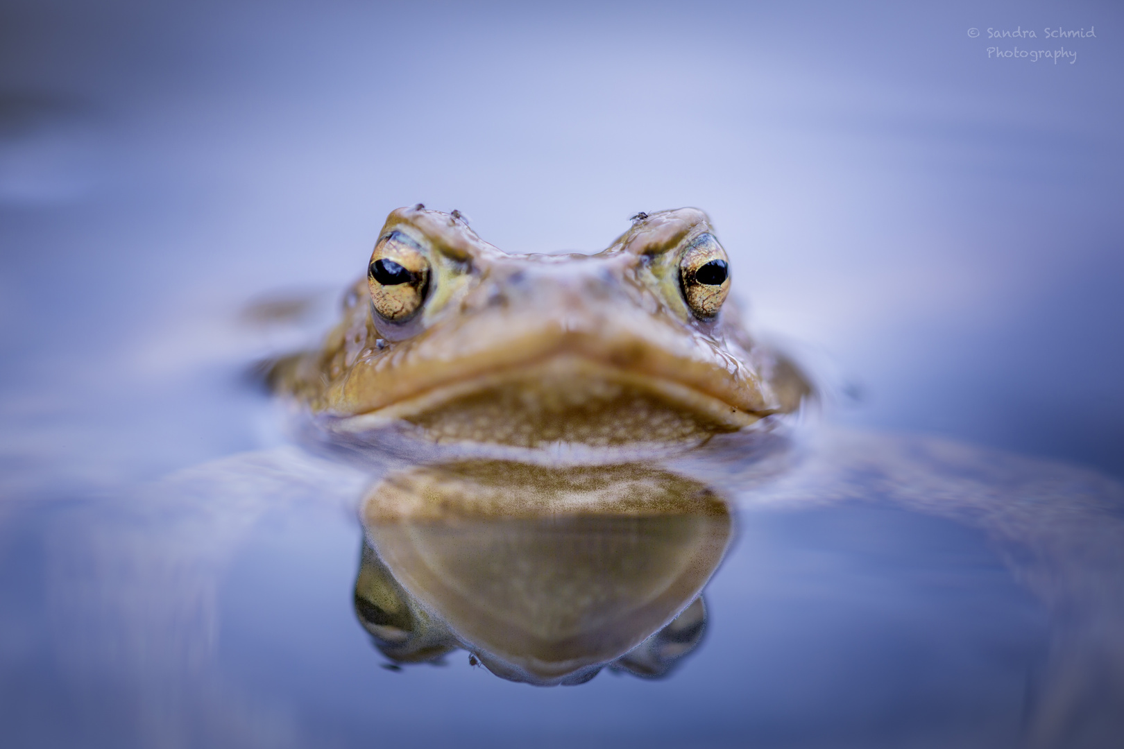 Erdkröten Portrait