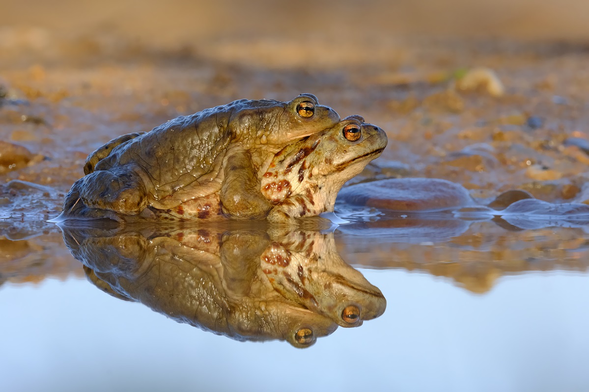 Erdkröten Spiegelung