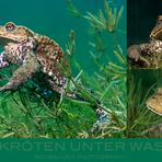 Erdkröten unter Wasser