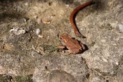 Erdkrötennachwuchs in meinem Garten