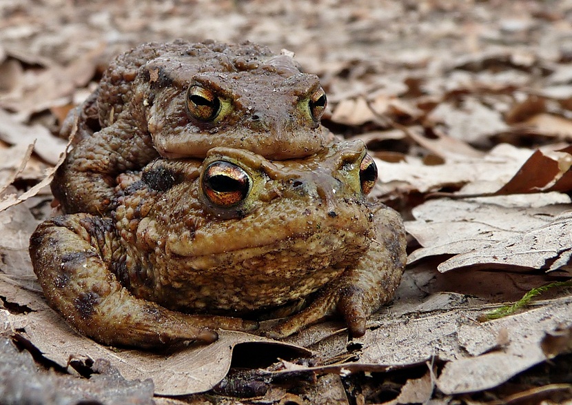 Erdkrötenpärchen auf Waldweg....