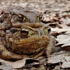 Erdkrötenpärchen auf Waldweg....