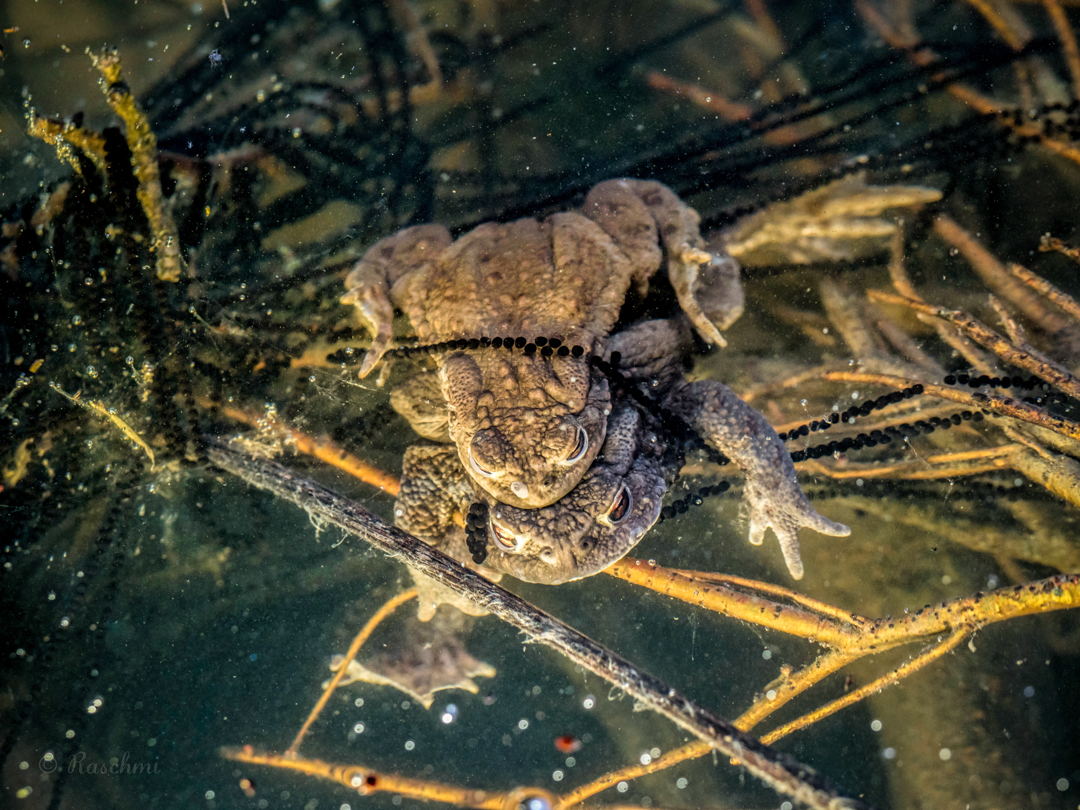 ERDKRÖTENPÄRCHEN UNTER WASSER