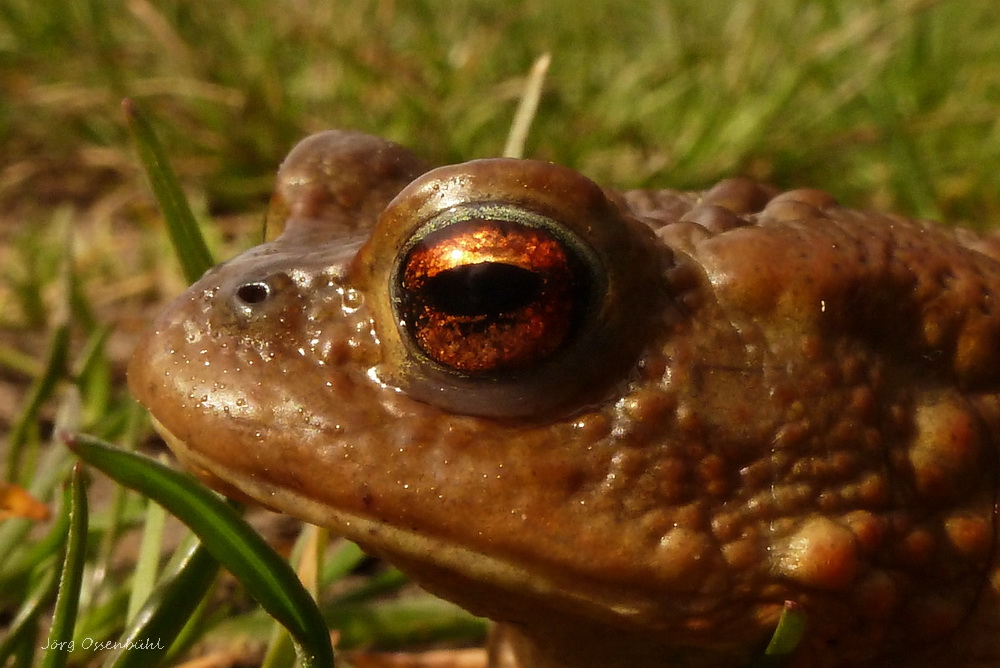 Erdkrötenportrait