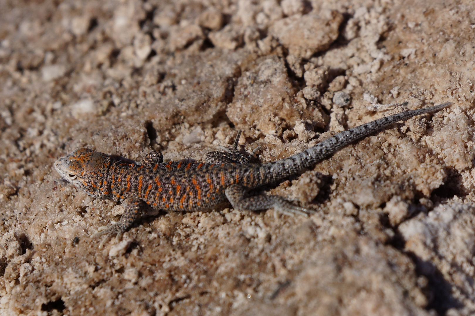 Erdleguan - Liolaemus fabiani -  aus dem Salar de Atacama