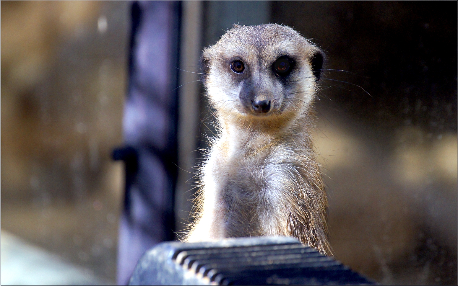 Erdmänchen am 19 Oktober 2014 im Augsburger Zoo