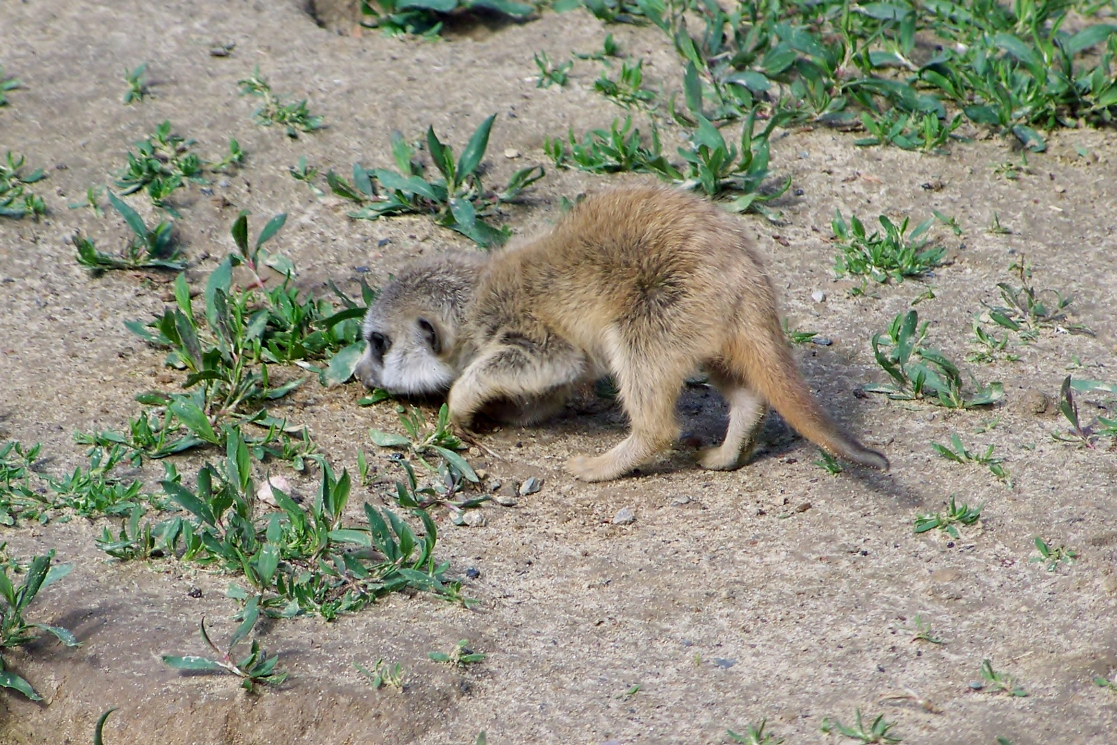 Erdmänchen Baby