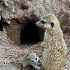 Erdmänchen baby euregio zoo aachen