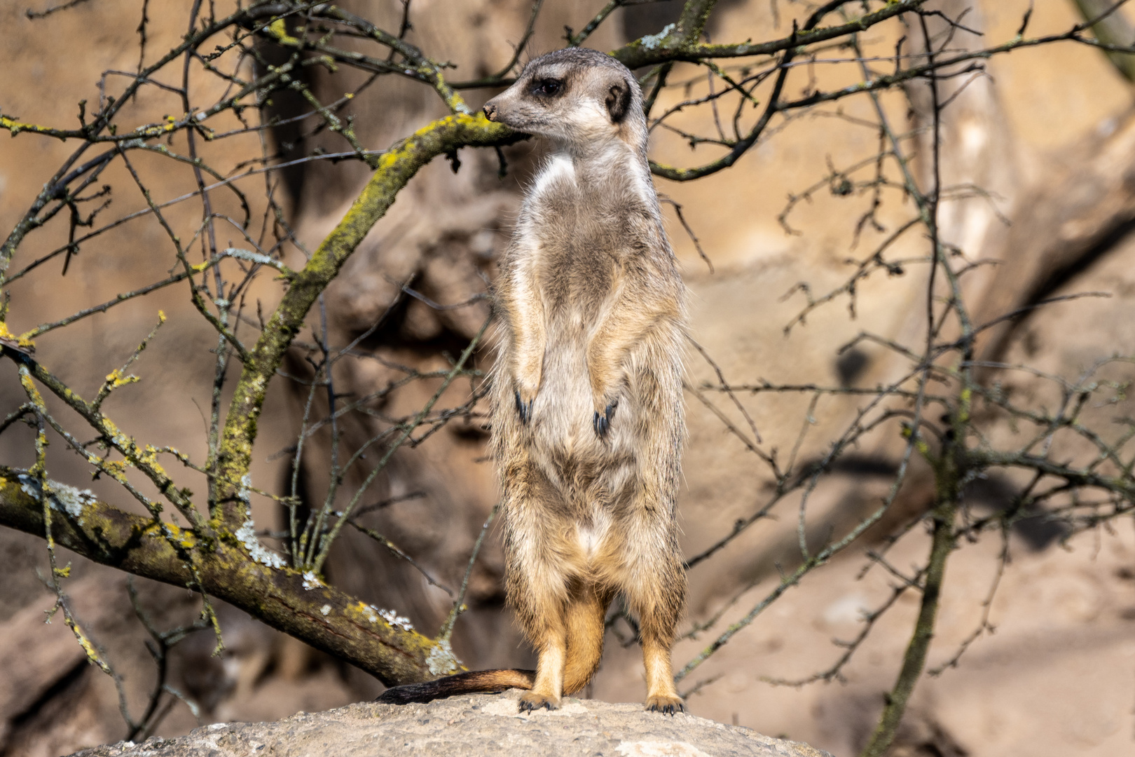 Erdmänchen - DSC_2100-1