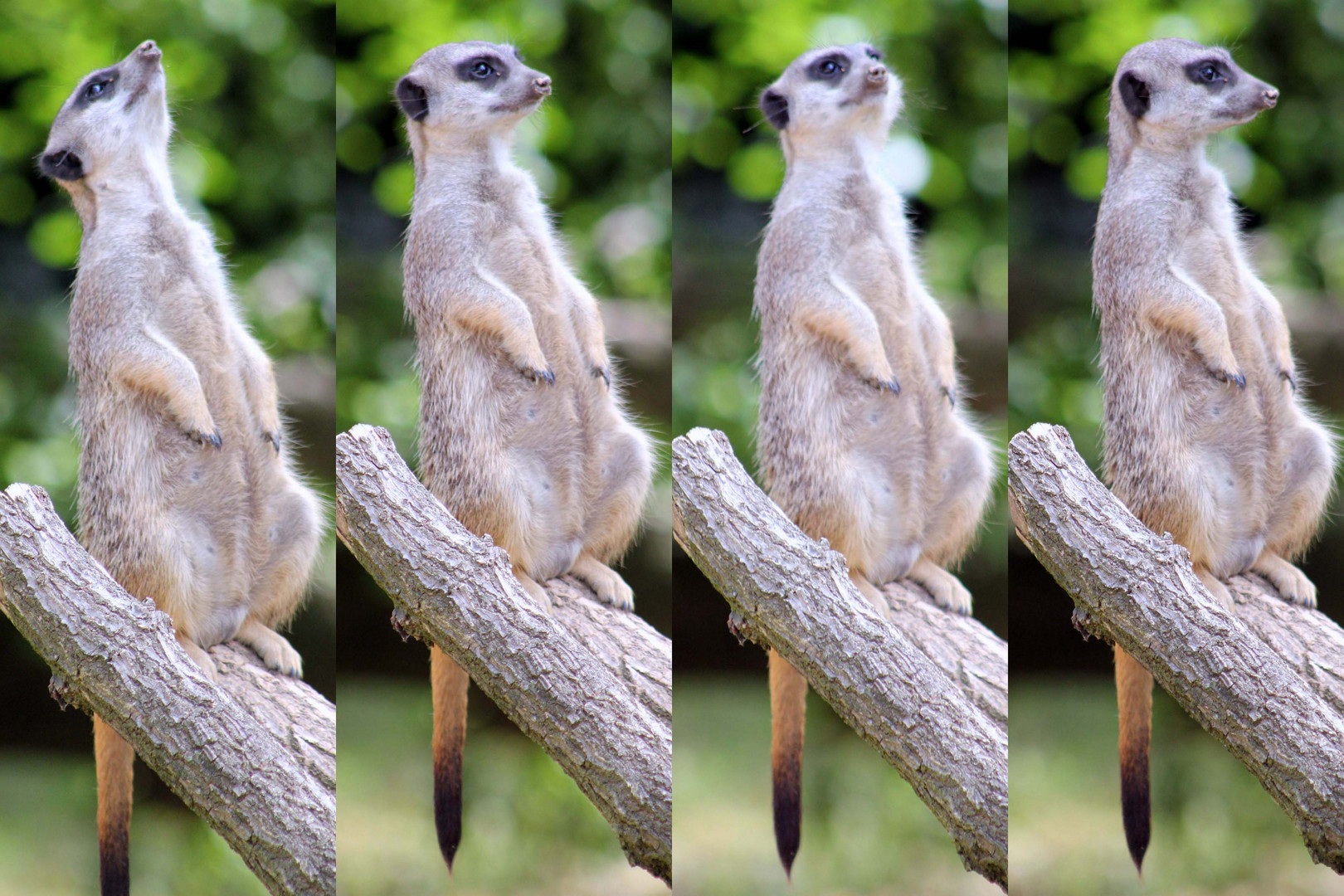 Erdmänchen im Kölner Zoo (2)