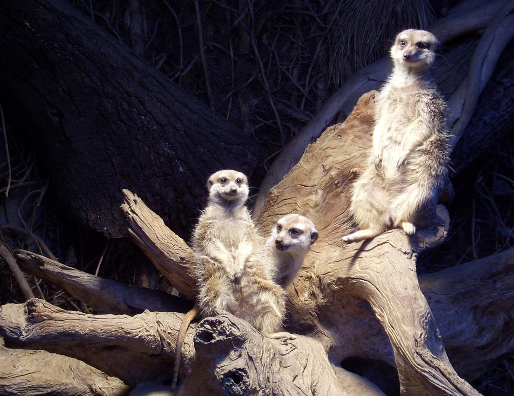 Erdmänchen im Zoo Dortmund