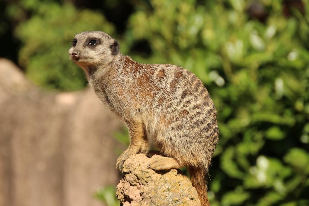 Erdmänchen im Zoo Hannover 2