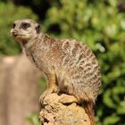 Erdmänchen im Zoo Hannover 2