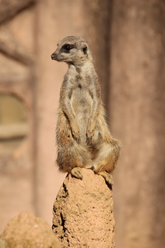 ERdmänchen im Zoo Hannover