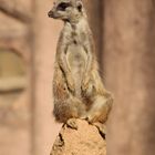 ERdmänchen im Zoo Hannover