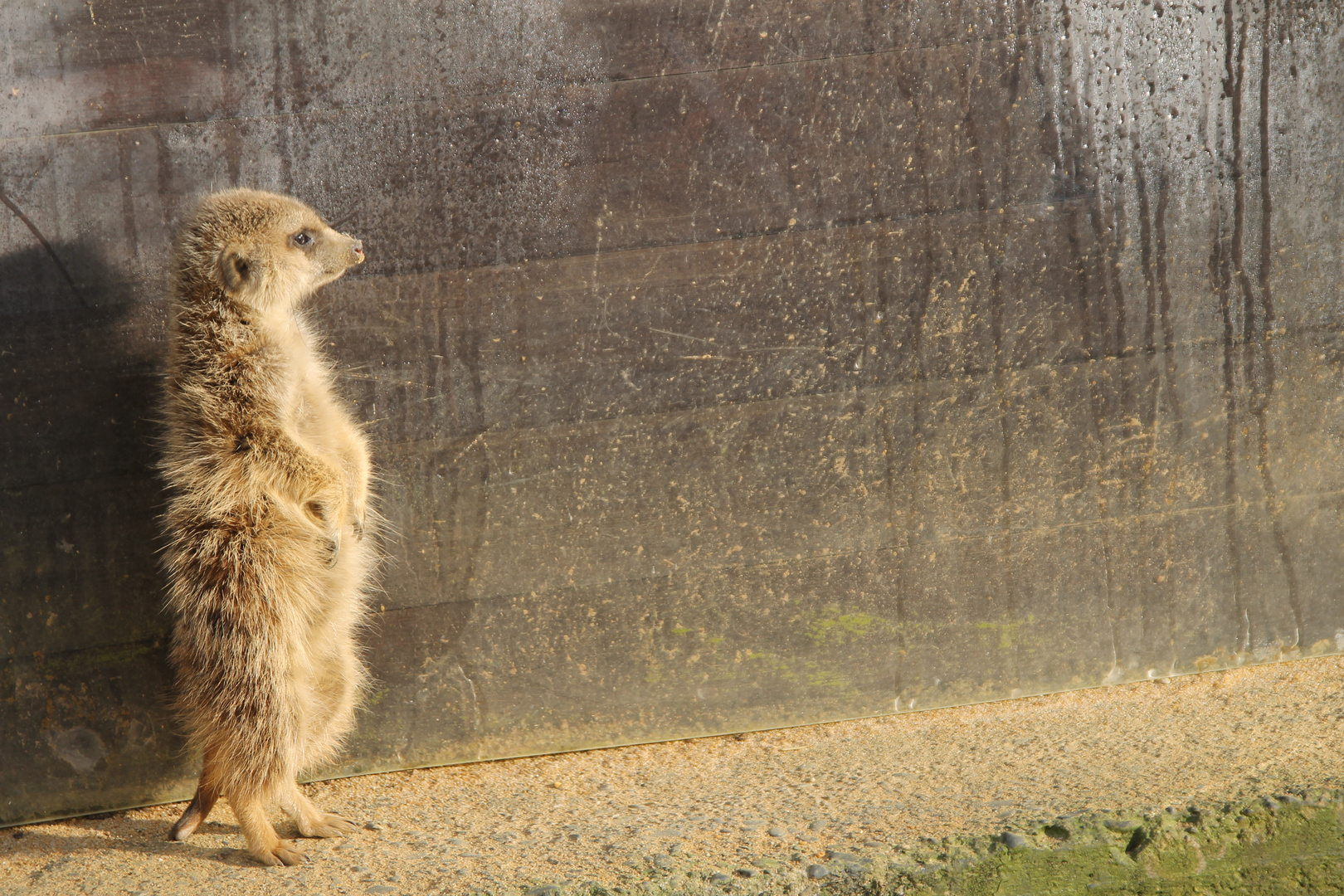 Erdmänchen in der Fauna