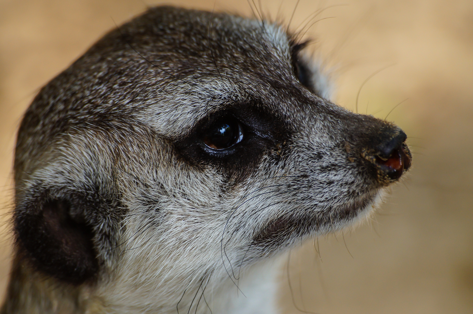 Erdmänchen Portrait