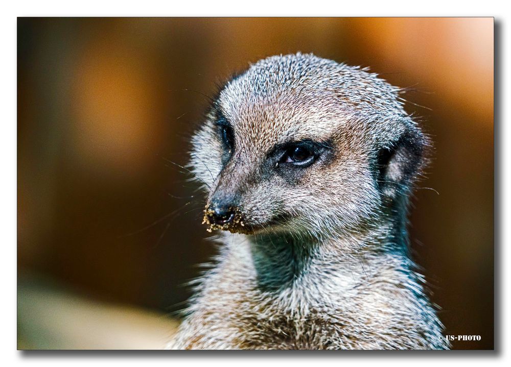 Erdmänchen - Tierpark Essehof