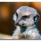 Erdmänchen - Tierpark Essehof