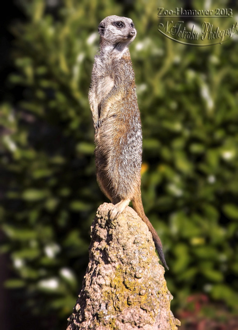 Erdmänchen Zoo-Hannover