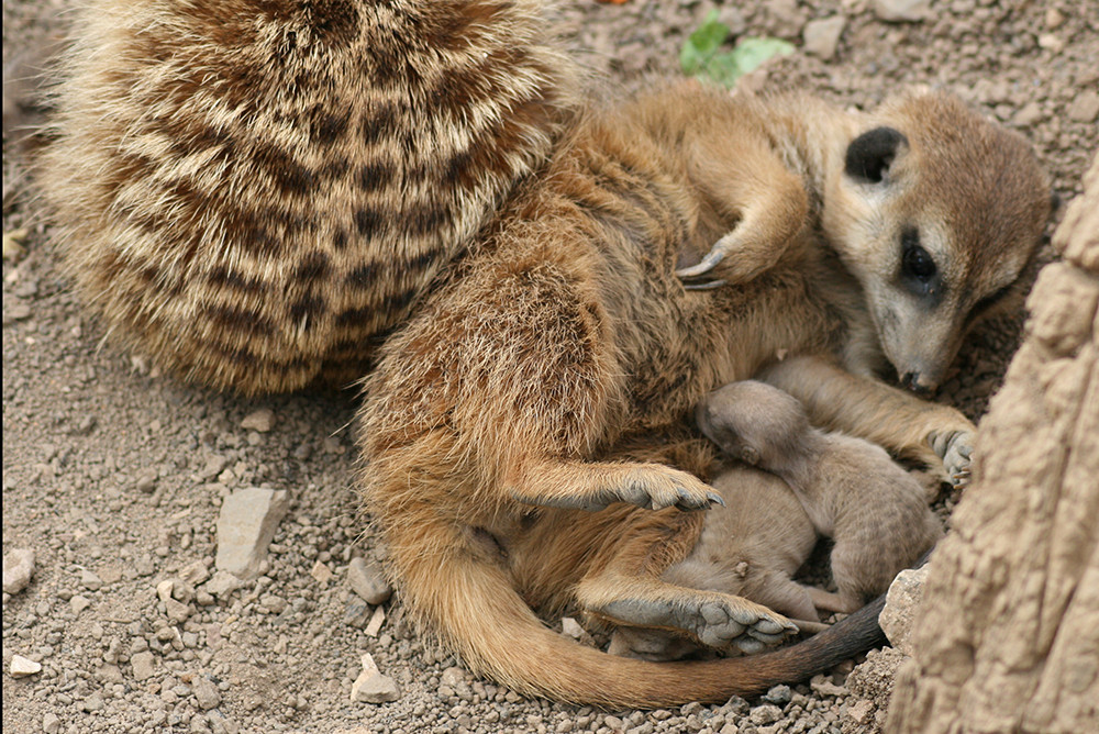 Erdmänchenbabys