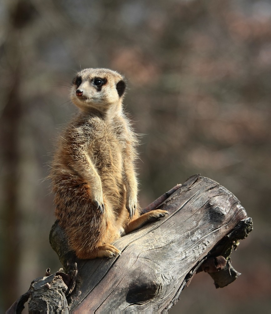 Erdmändchen auf Wachposten