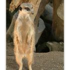 Erdmännchen