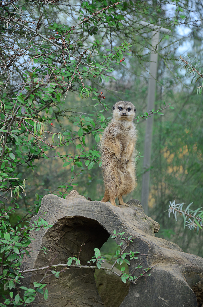 Erdmännchen