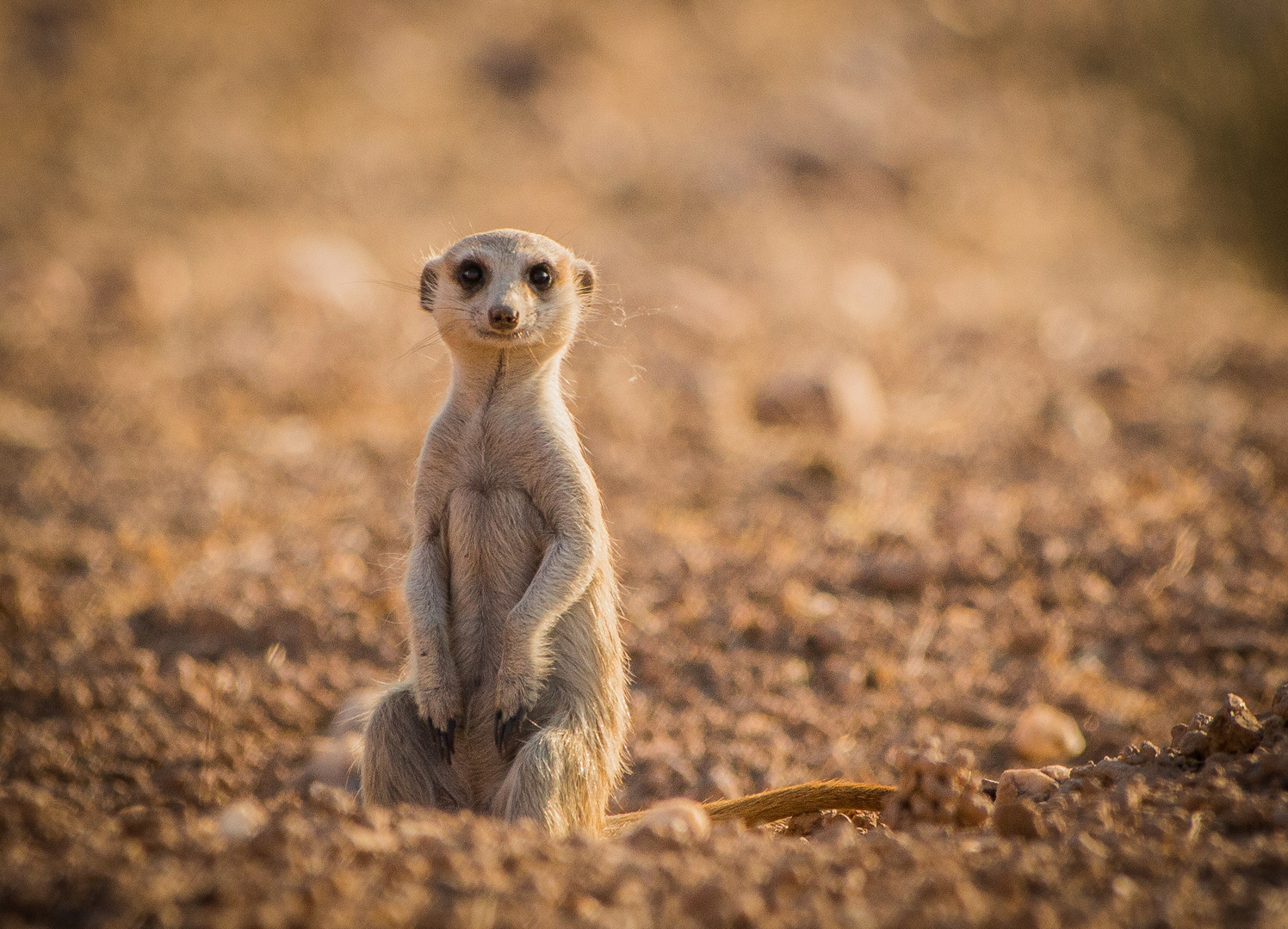 Erdmännchen Foto & Bild | tiere, wildlife, säugetiere Bilder auf