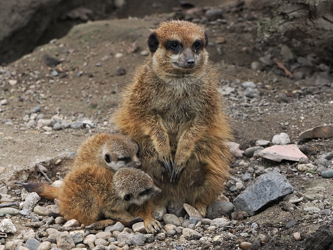 Erdmännchen...