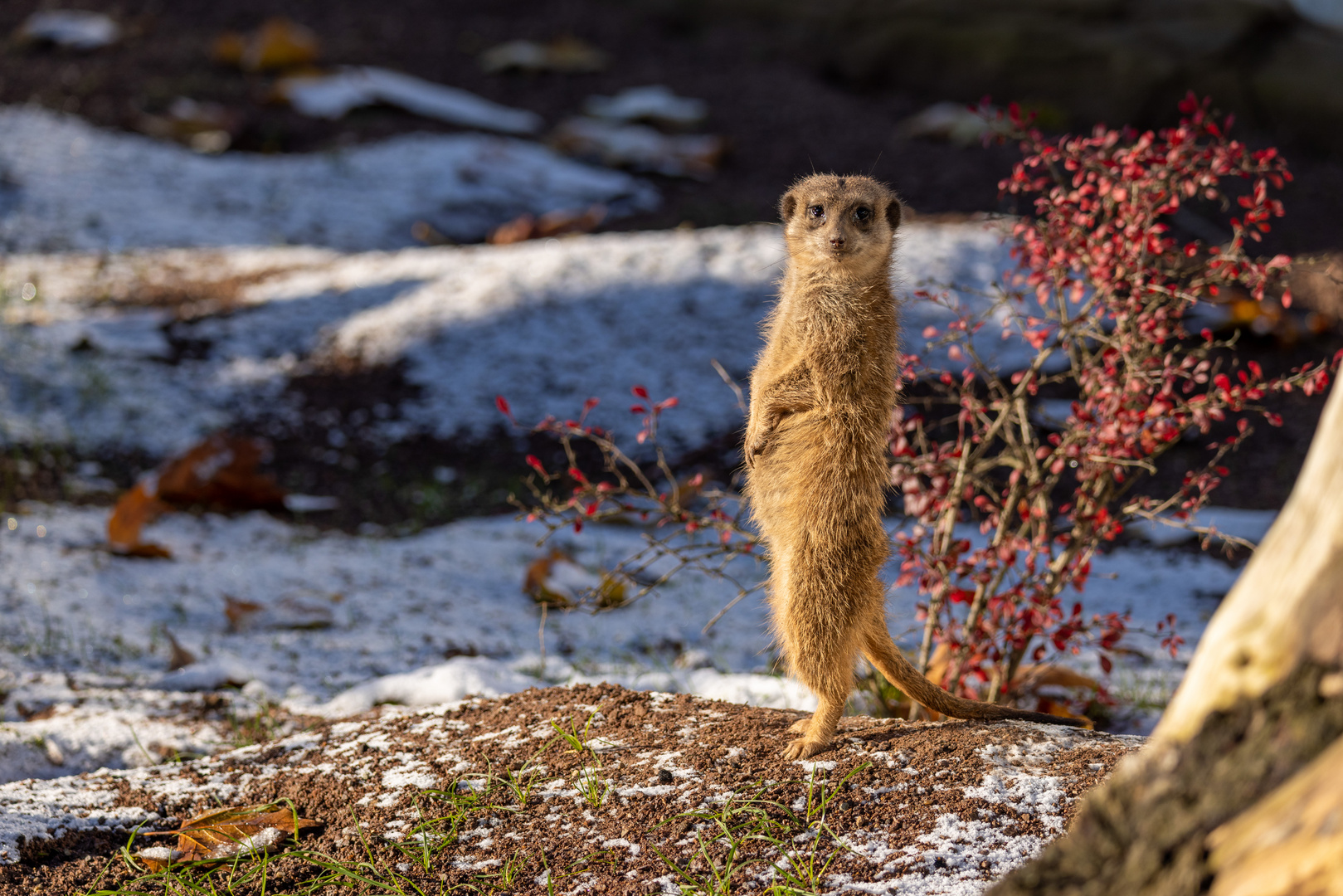 Erdmännchen