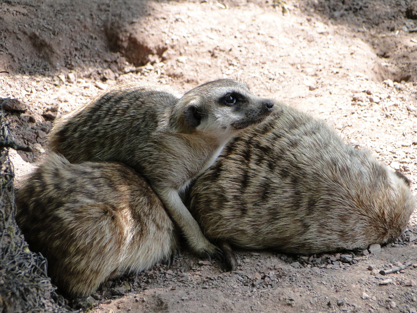 Erdmännchen ^^