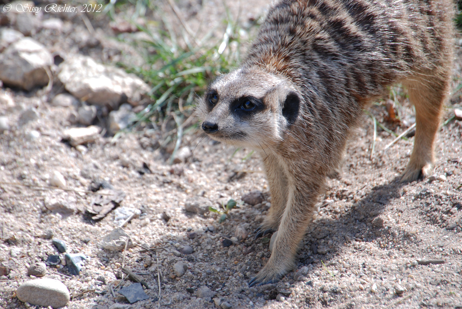 Erdmännchen