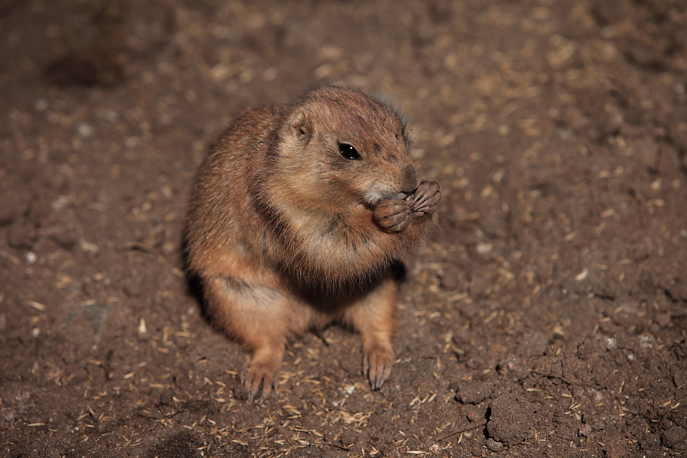 Erdmännchen