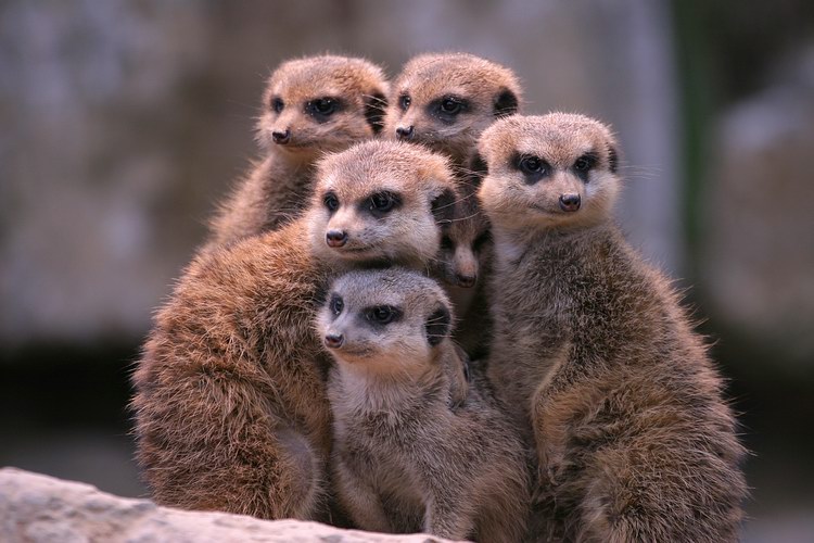 36 Erdmannchen Bilder Kostenlos Besten Bilder Von Ausmalbilder