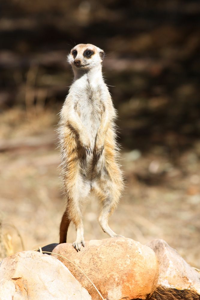 Erdmännchen von Herr Zenswunsch 