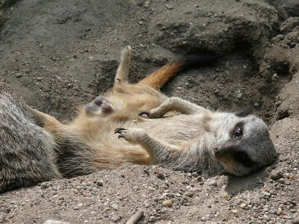 Erdmännchen Aktfoto