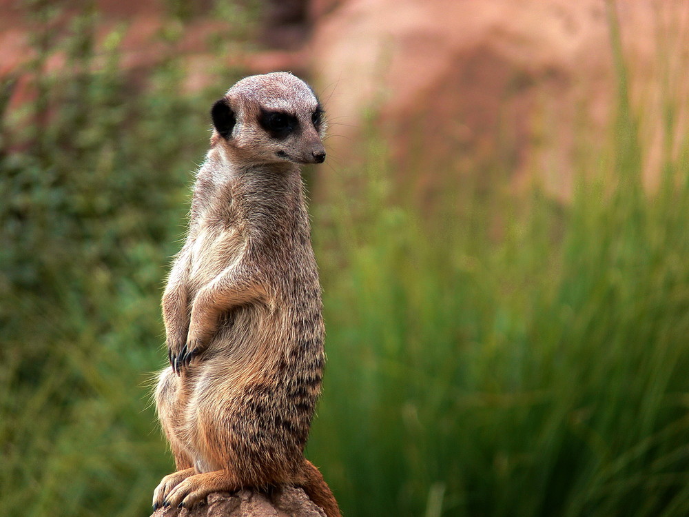 Erdmännchen: Alles im Blick