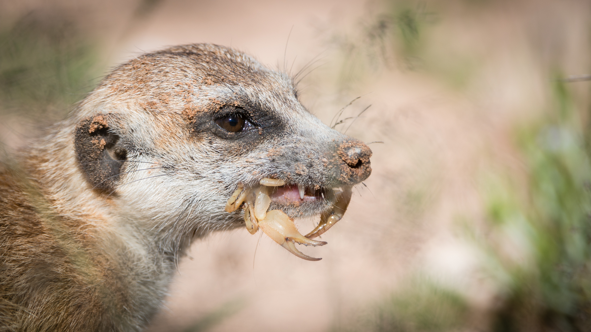 Erdmännchen als Scorpion-King