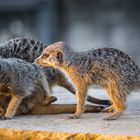 Erdmännchen am Abend im Zoo